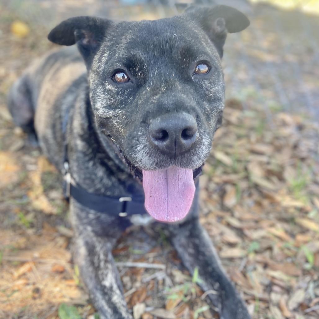 Gibby, a Adoptable Pit Bull Terrier in Sarasota, FL image 4/5