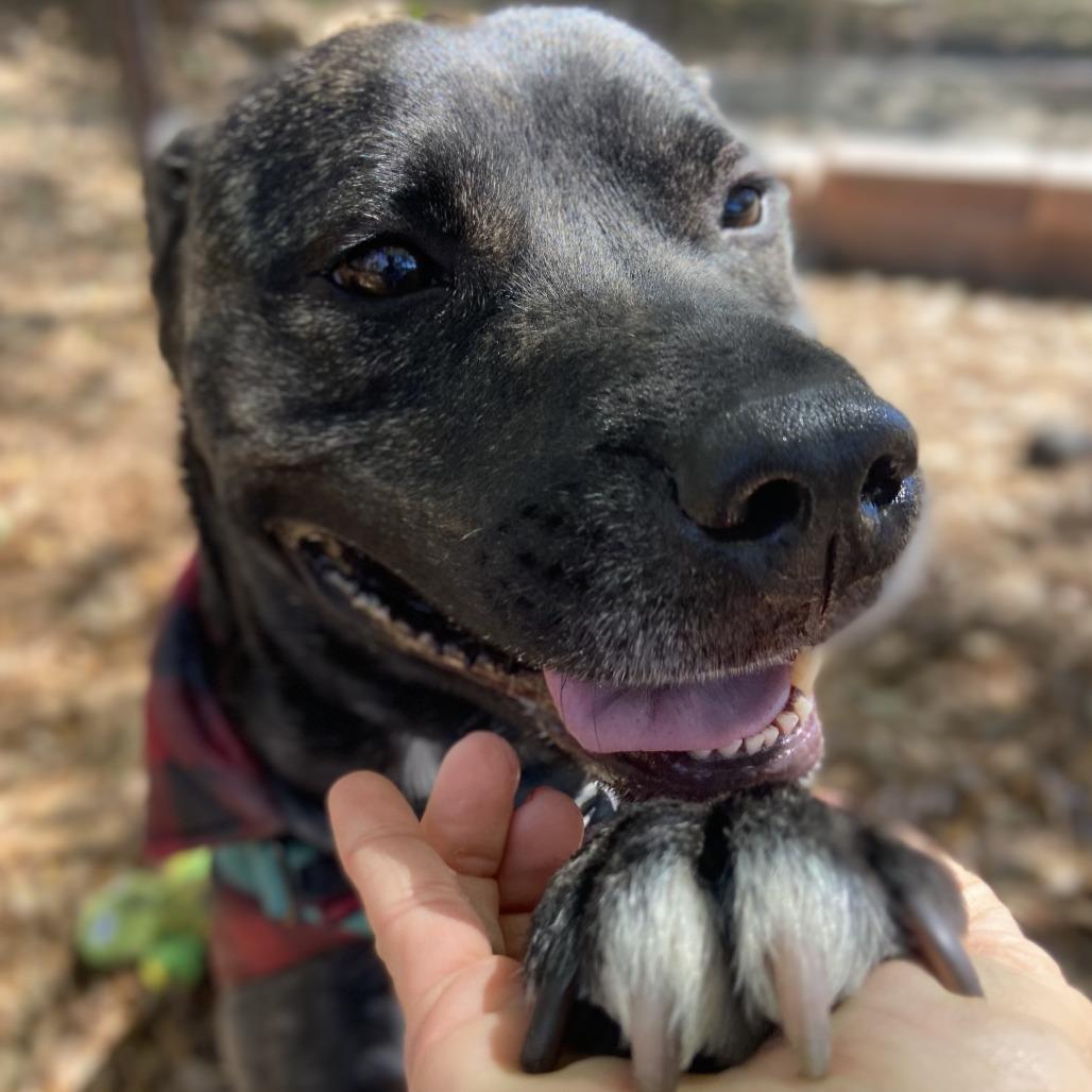 Gibby, a Adoptable Pit Bull Terrier in Sarasota, FL image 5/5
