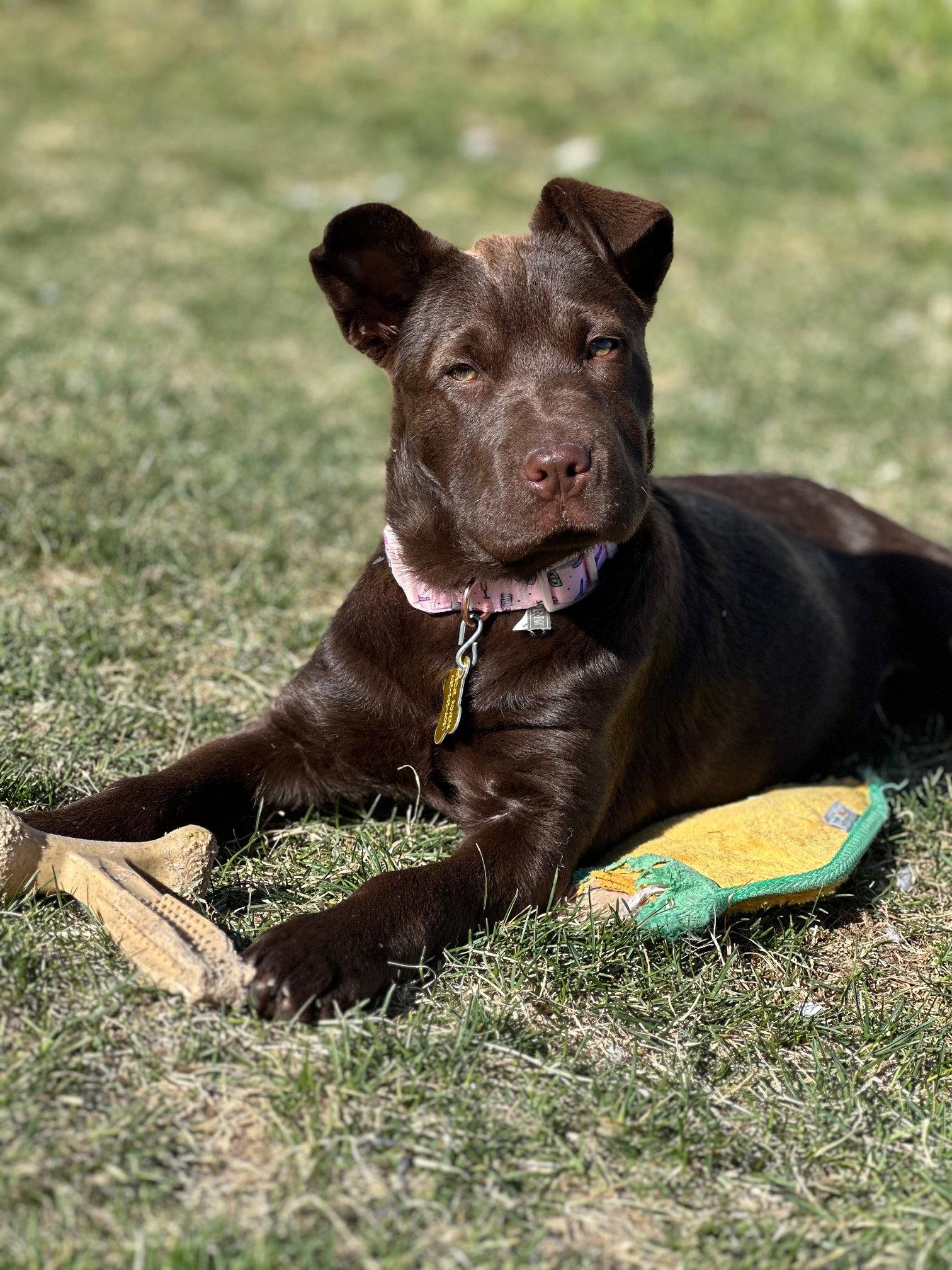 Enlarge Timber, a Adopted mixed breed in Salt Lake City, UT image 1/3