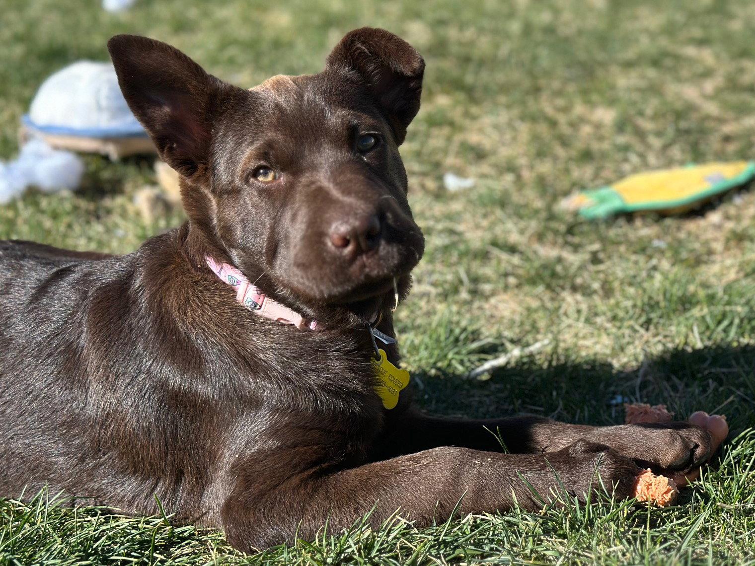 Enlarge Timber, a Adopted mixed breed in Salt Lake City, UT image 2/3