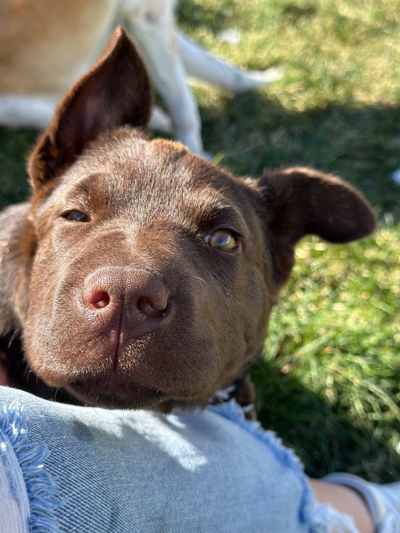 Enlarge Timber, a Adopted mixed breed in Salt Lake City, UT image 3/3