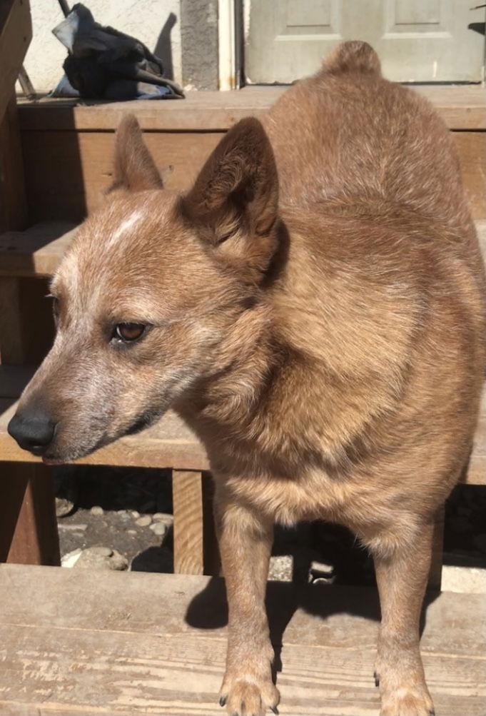 Enlarge Ushi, a Adoptable mixed breed in Westminster, CO image 1/3