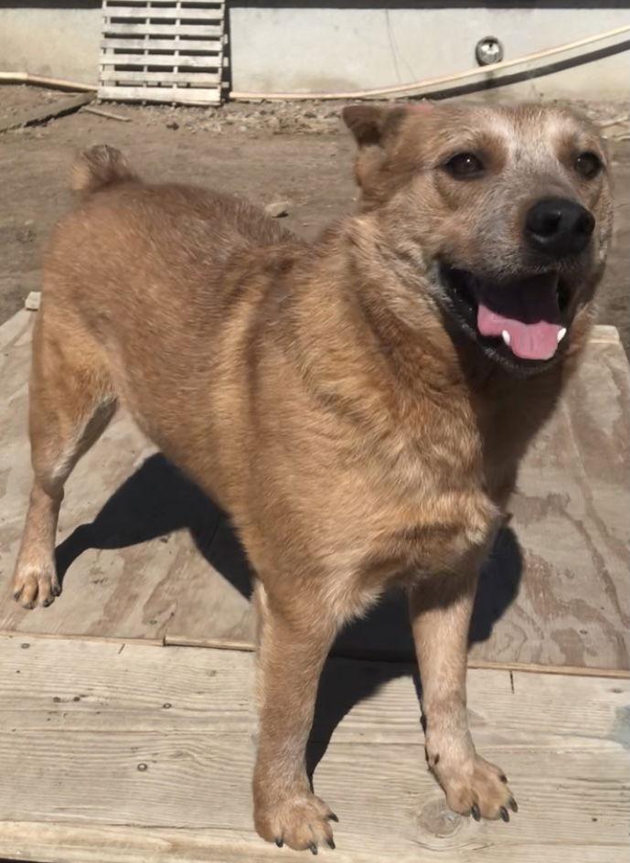Enlarge Ushi, a Adoptable mixed breed in Westminster, CO image 2/3