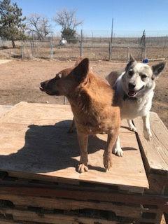 Enlarge Ushi, a Adoptable mixed breed in Westminster, CO image 3/3