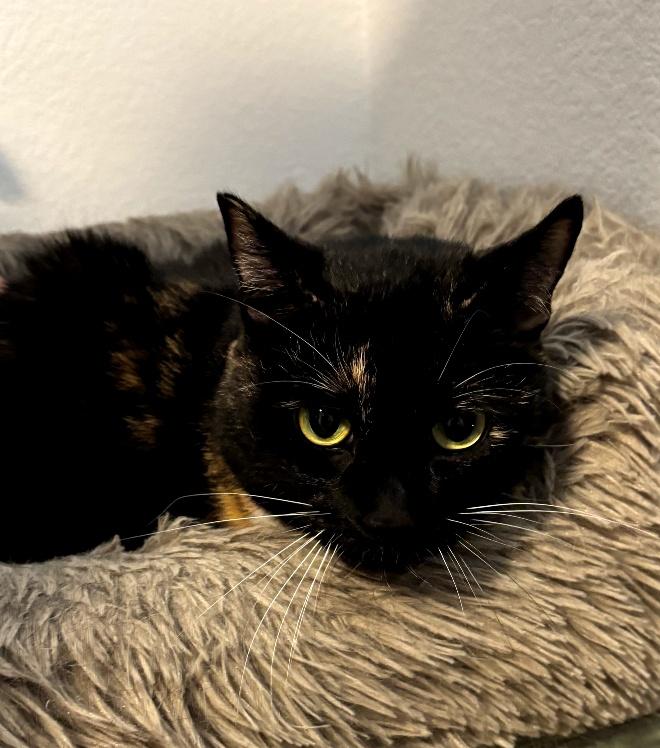 MISS KELSEY, a Adoptable Calico in Henderson, NV image 4/4