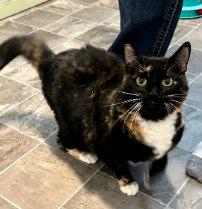 MISS KELSEY, Adoptable, Adult Female Calico.