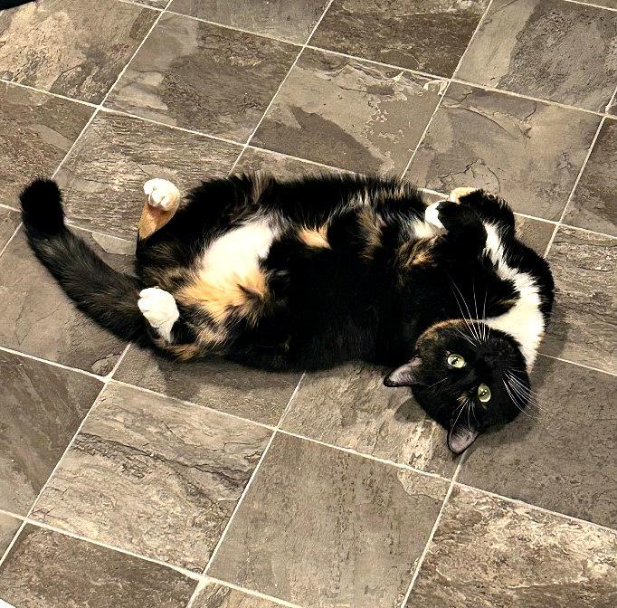 MISS KELSEY, a Adoptable Calico in Henderson, NV image 2/4