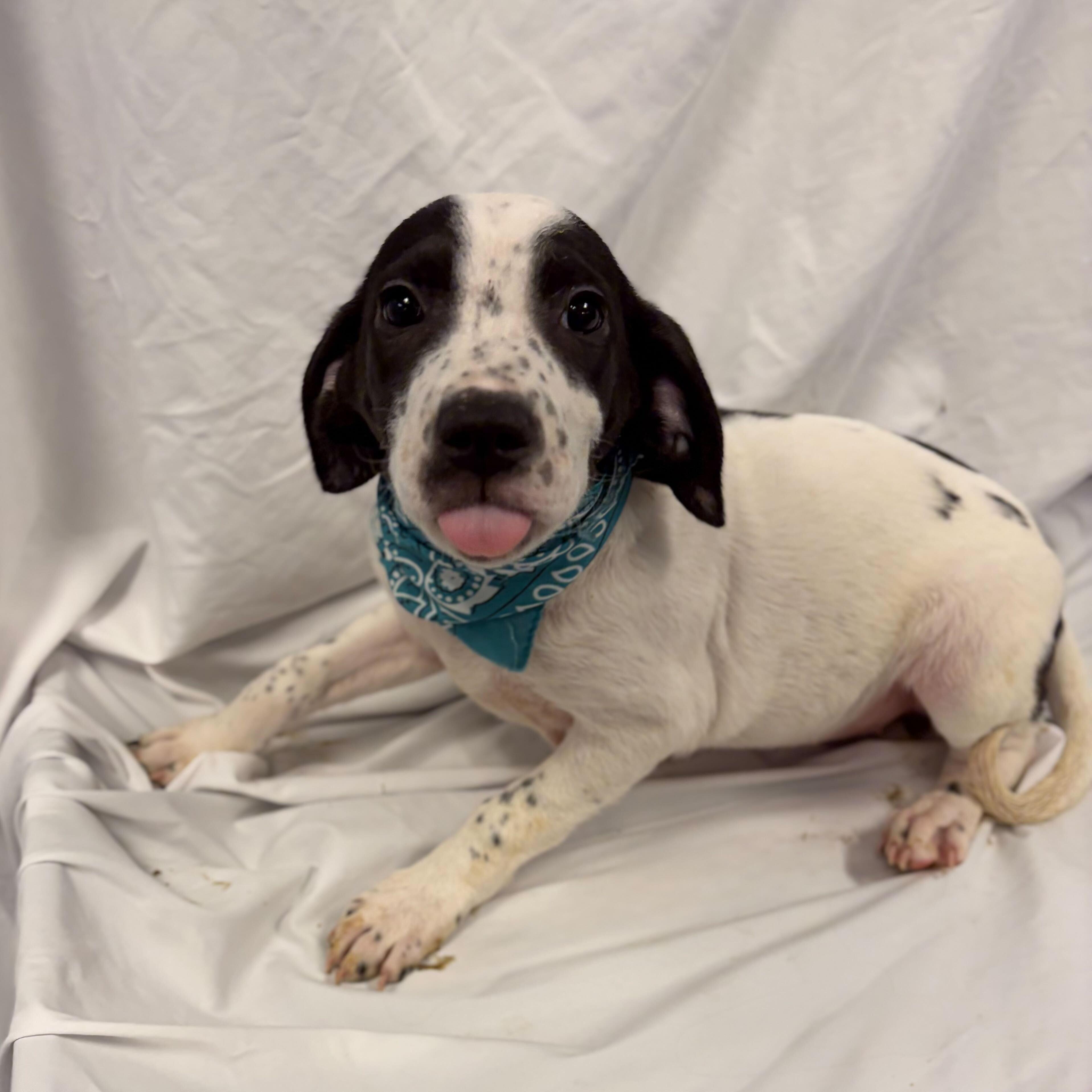 Enlarge Frida, an adoptable Mixed Breed in Canal Winchester, OH image 1/2