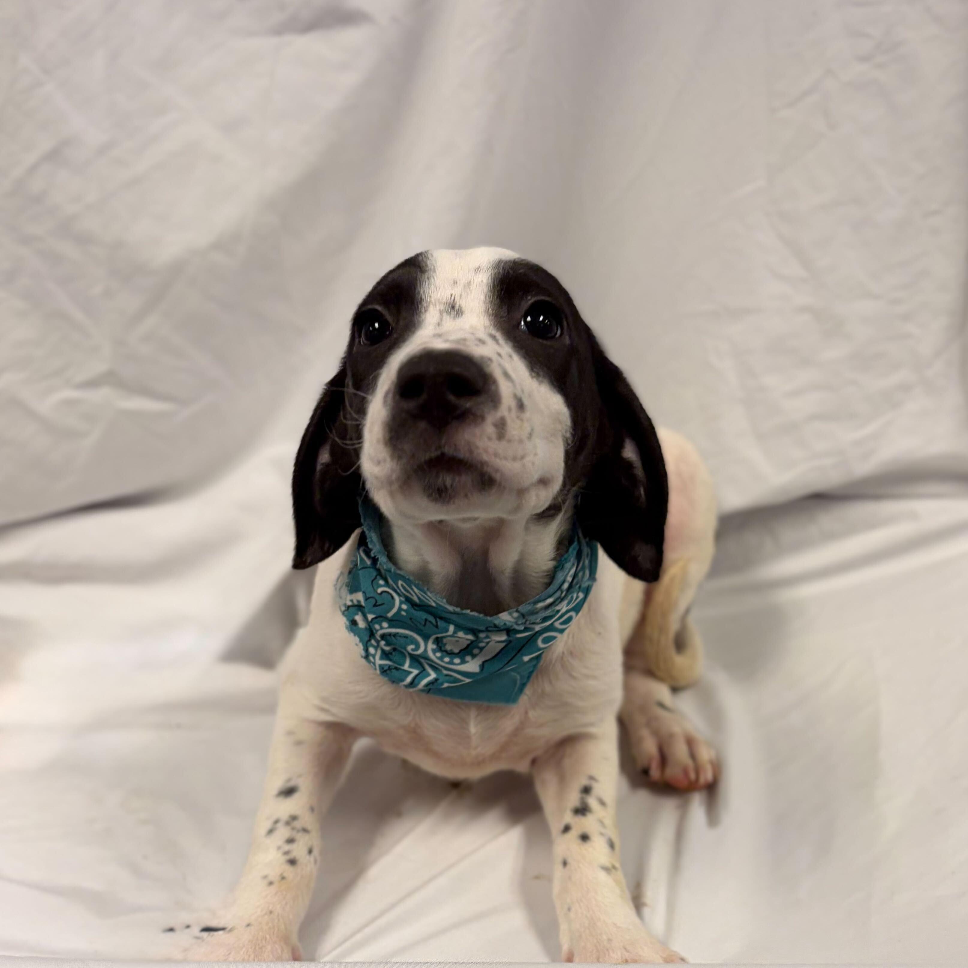 Enlarge Frida, an adoptable Mixed Breed in Canal Winchester, OH image 2/2