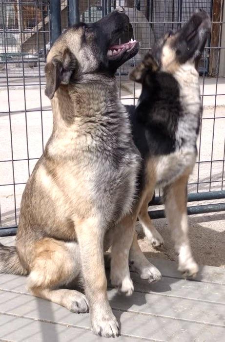 Enlarge Sargeant Left, an adopted mixed breed in San Luis, CO image 2/2