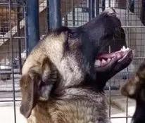 Sargeant Left, adopted, Young Male German Shepherd Dog.