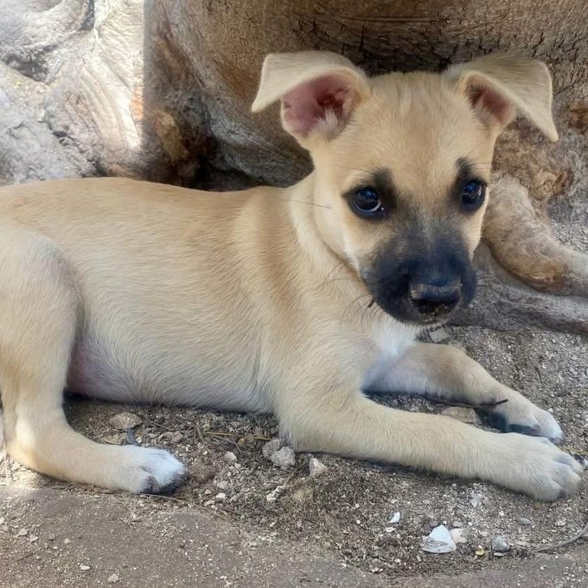 Enlarge Jane, a ADOPTABLE Mixed Breed in Thornhill, ON image 4/6
