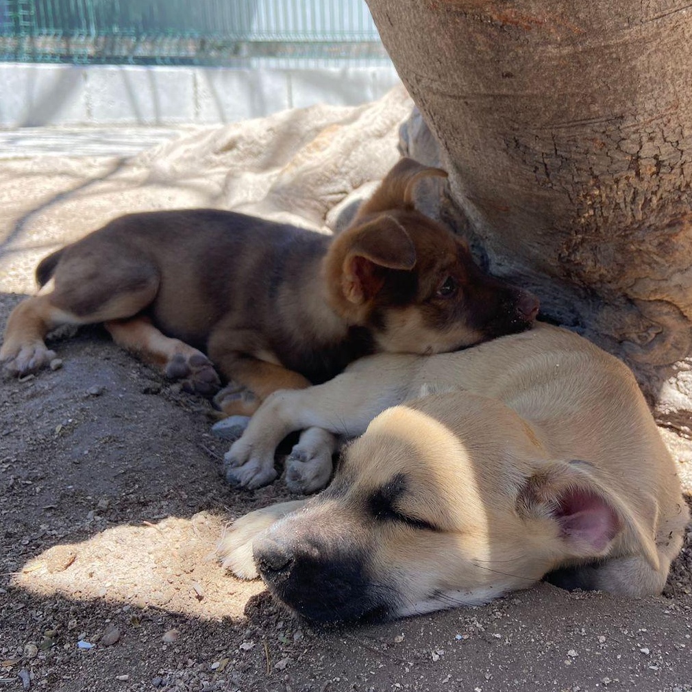 Enlarge Jane, a ADOPTABLE Mixed Breed in Thornhill, ON image 6/6