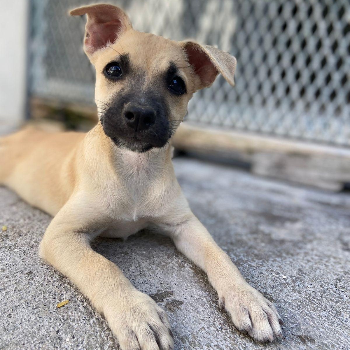 Enlarge Jane, a ADOPTABLE Mixed Breed in Thornhill, ON image 1/6