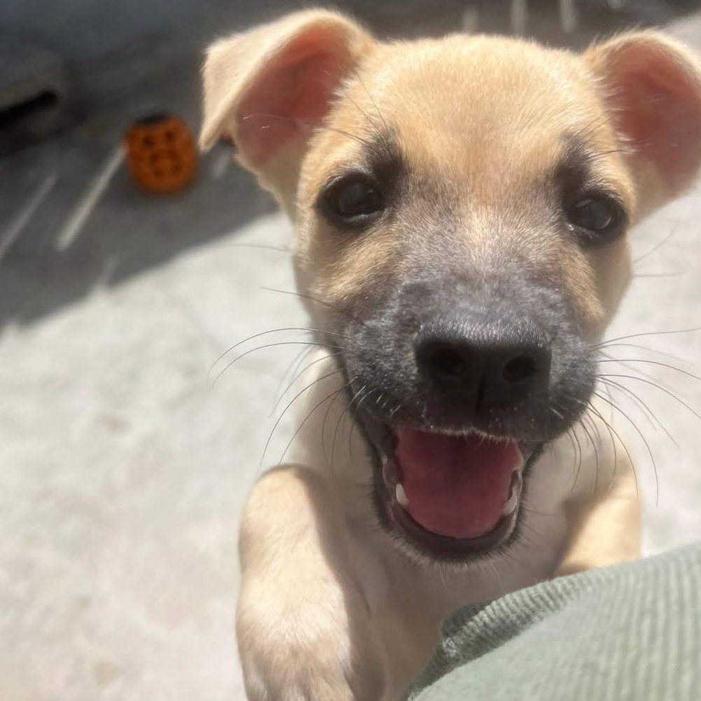 Enlarge Jane, a ADOPTABLE Mixed Breed in Thornhill, ON image 5/6