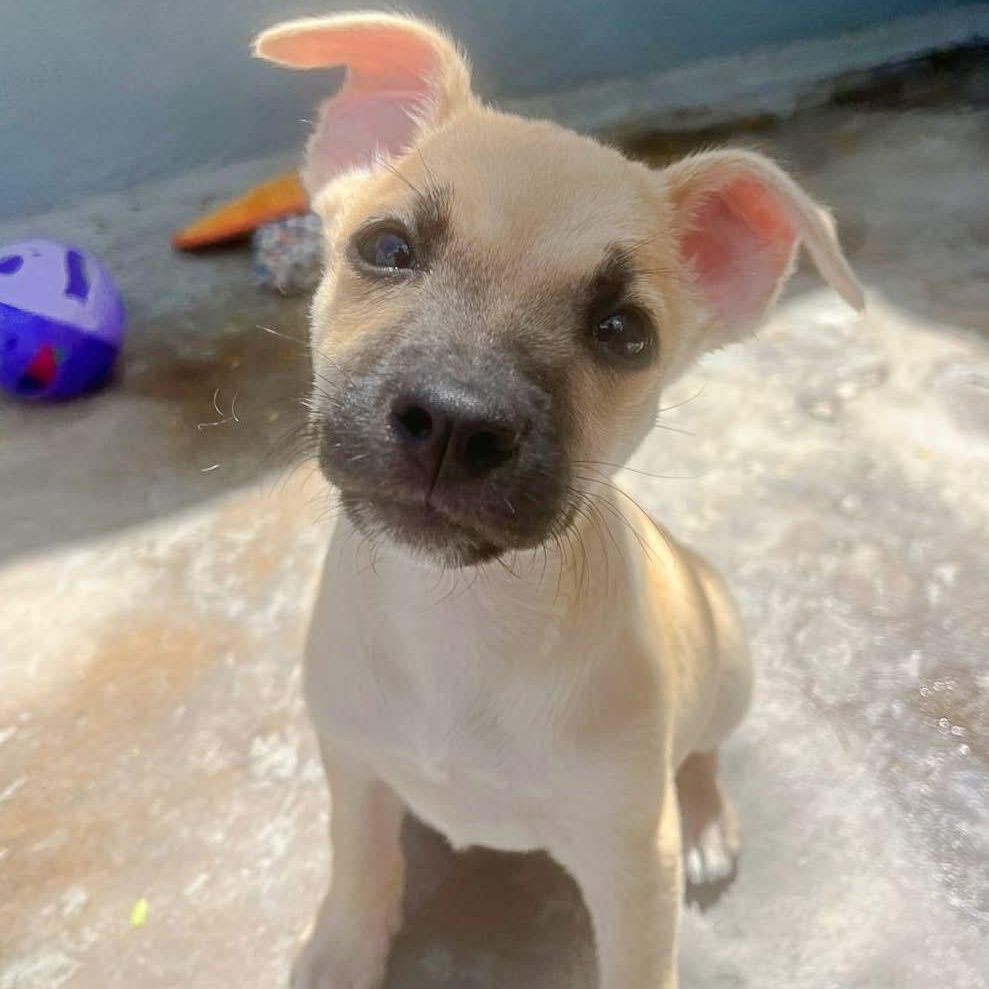 Enlarge Jane, a ADOPTABLE Mixed Breed in Thornhill, ON image 3/6