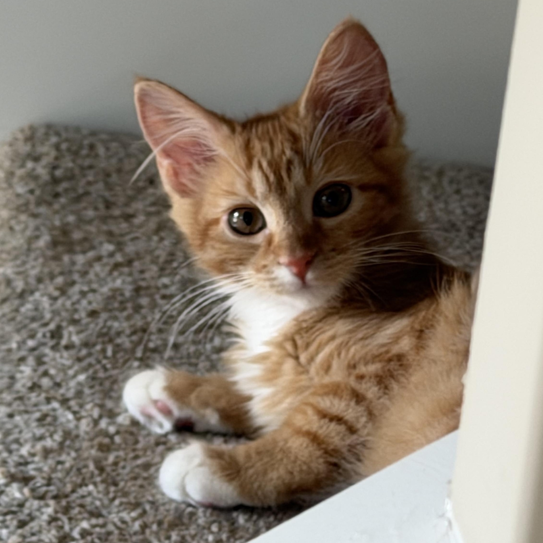 Ada, ADOPTABLE, Kitten Female Domestic Medium Hair.