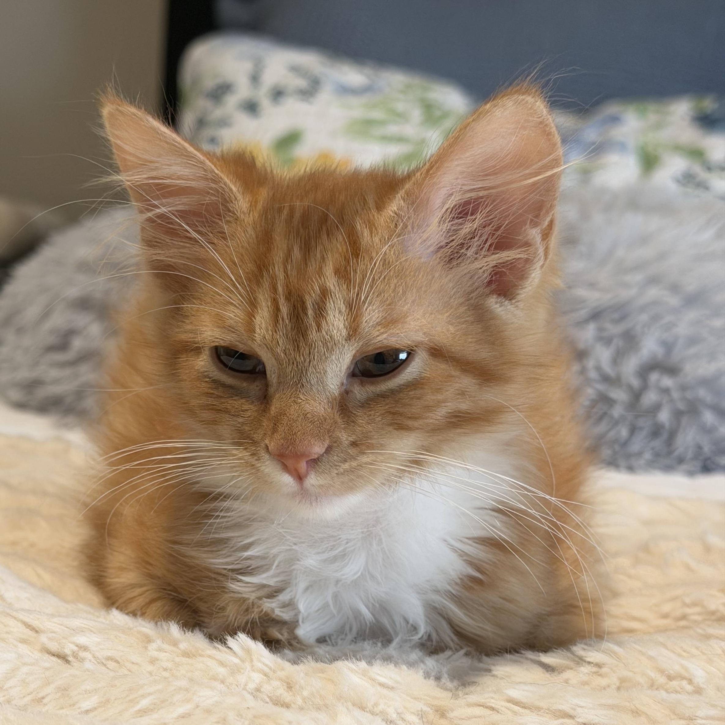 Enlarge Ada, a ADOPTABLE Domestic Medium Hair in Murfreesboro, TN image 2/3