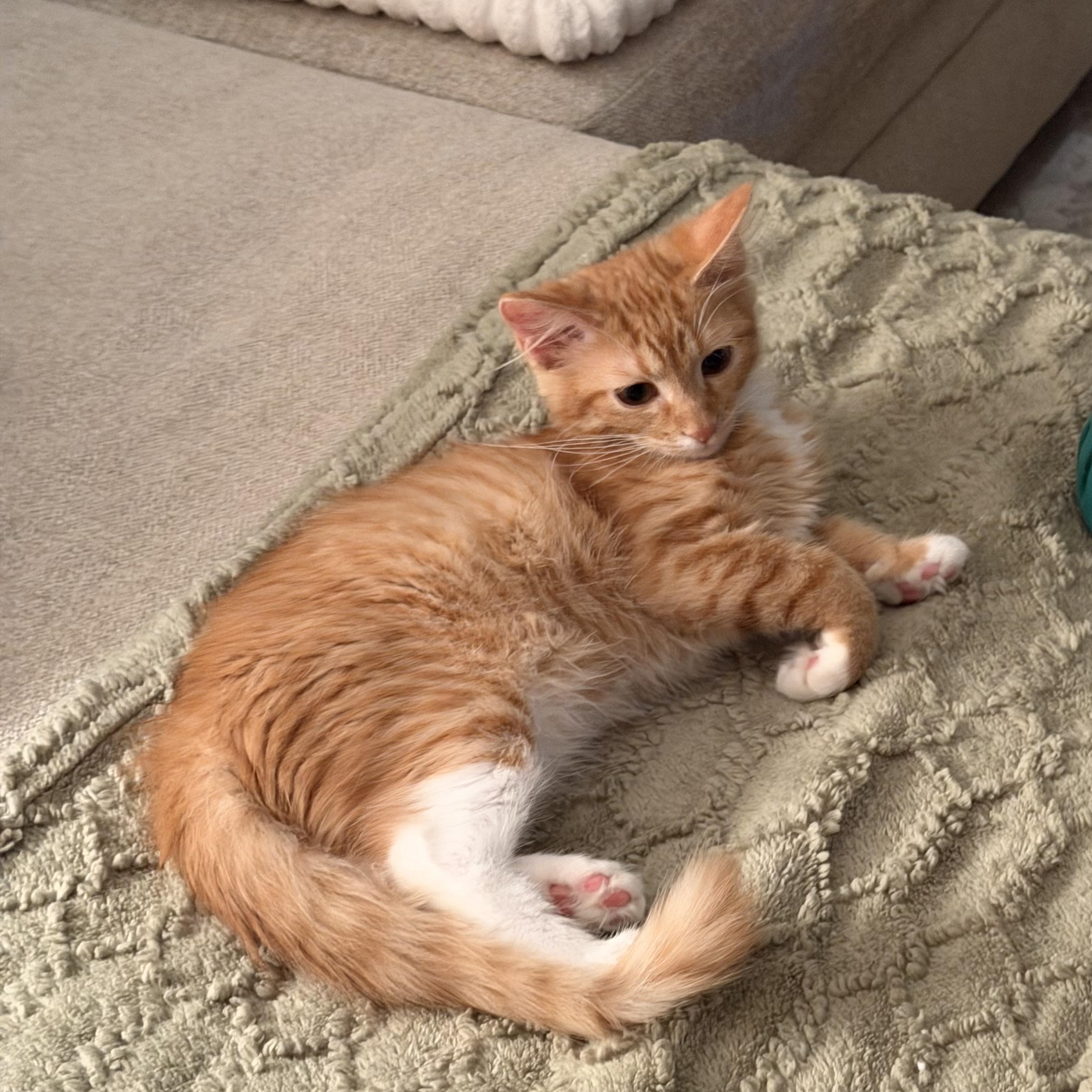 Enlarge Ada, a ADOPTABLE Domestic Medium Hair in Murfreesboro, TN image 3/3