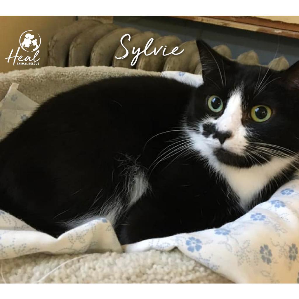 Enlarge Sylvie, a Adoptable Domestic Short Hair in Youngwood, PA image 1/3