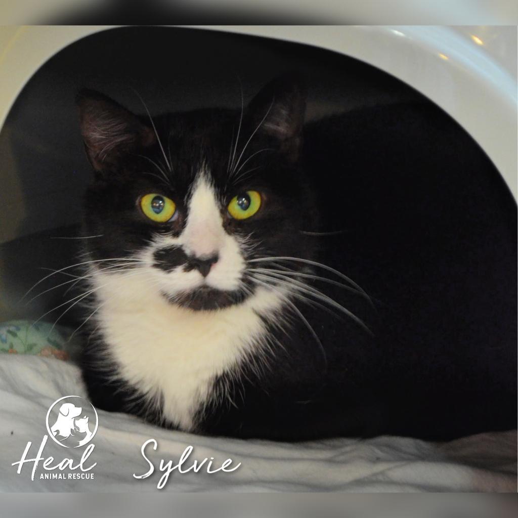 Enlarge Sylvie, a Adoptable Domestic Short Hair in Youngwood, PA image 3/3