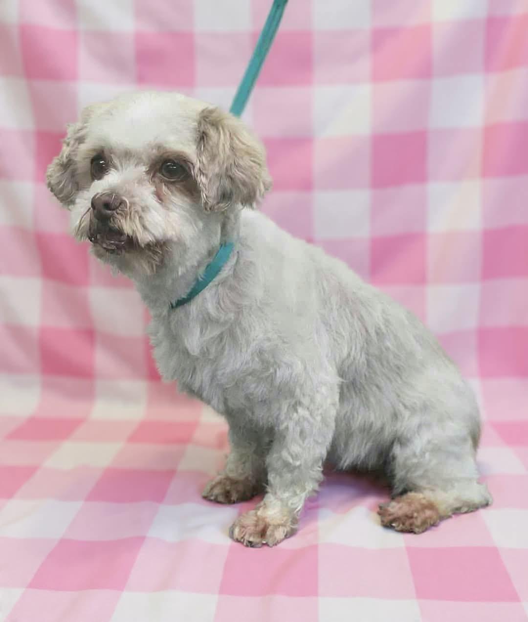 Enlarge Angelina , a ADOPTABLE Shih Tzu in Wheelersburg, OH image 2/2