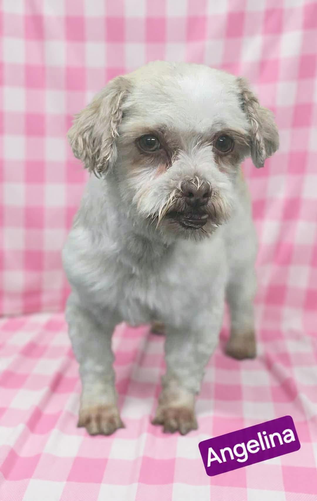 Angelina , ADOPTABLE, Adult Female Shih Tzu.
