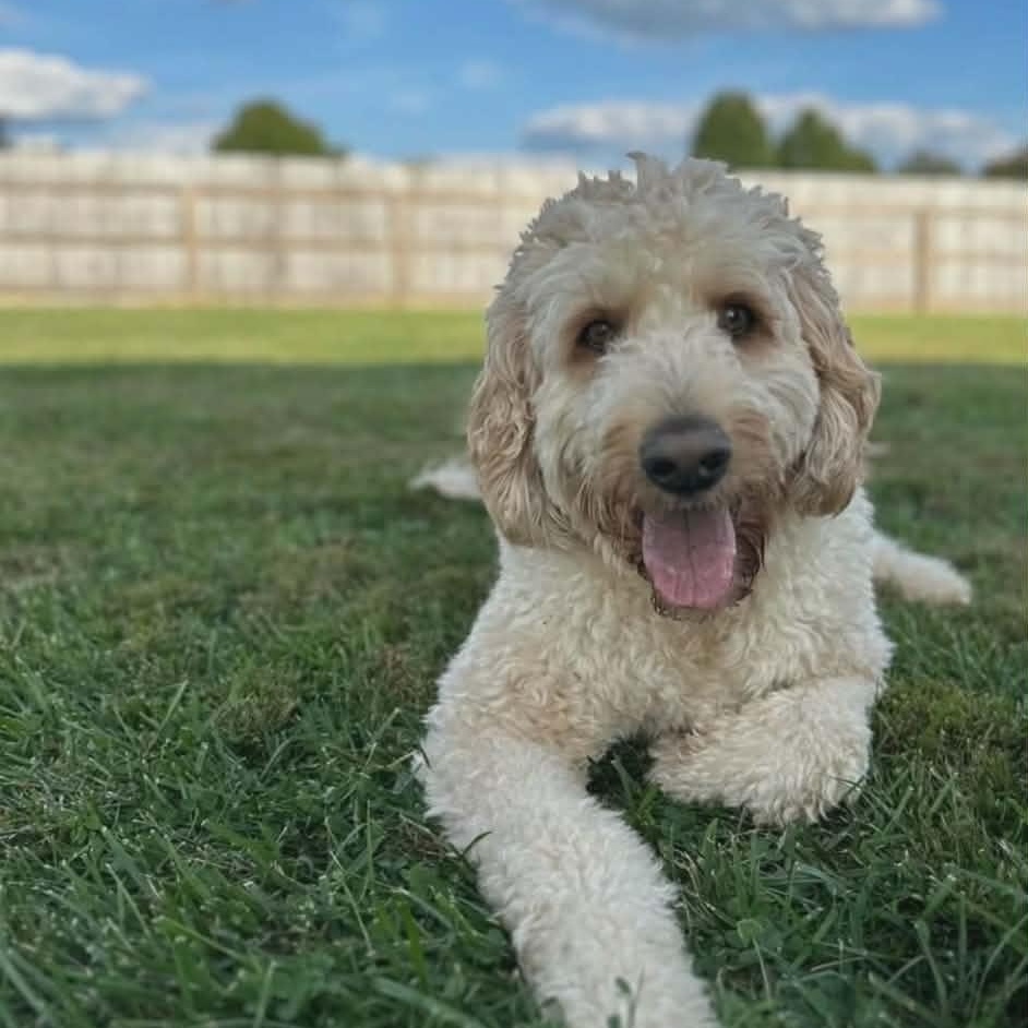 Enlarge Zeke, a ADOPTABLE mixed breed in Lancaster, KY image 4/5