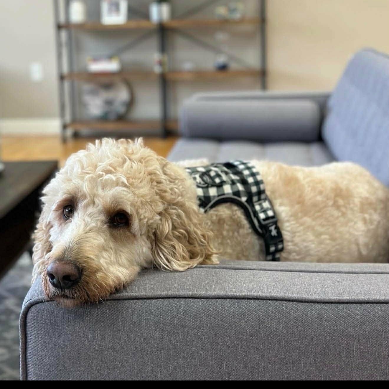 Enlarge Zeke, a ADOPTABLE mixed breed in Lancaster, KY image 3/5