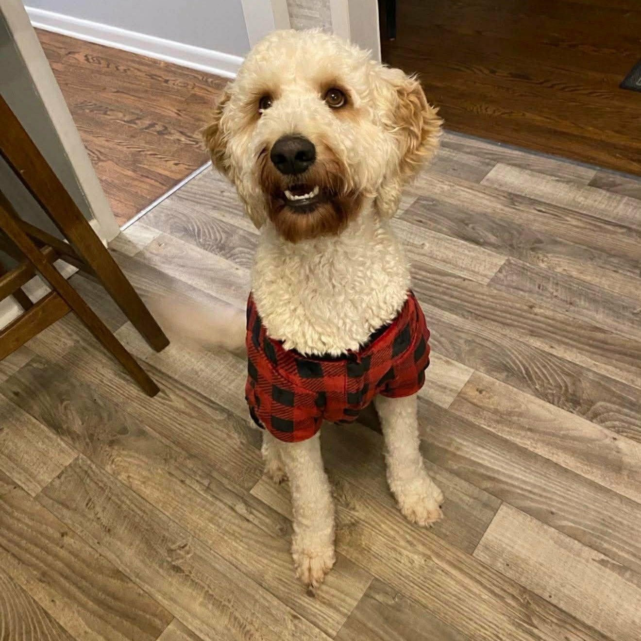 Enlarge Zeke, a ADOPTABLE mixed breed in Lancaster, KY image 2/5