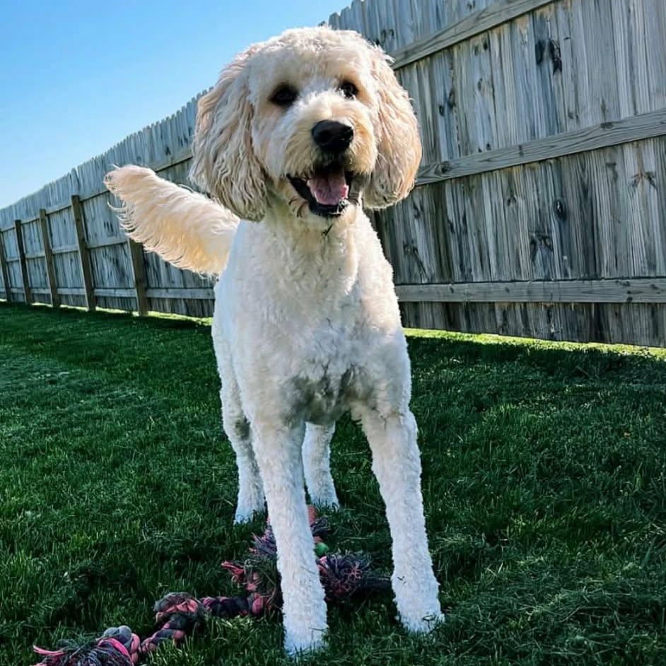Zeke, ADOPTABLE, Adult Male Goldendoodle & Poodle.