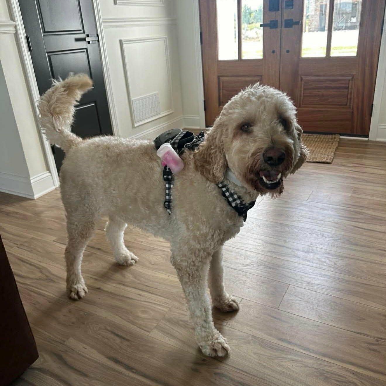 Enlarge Zeke, a ADOPTABLE mixed breed in Lancaster, KY image 5/5