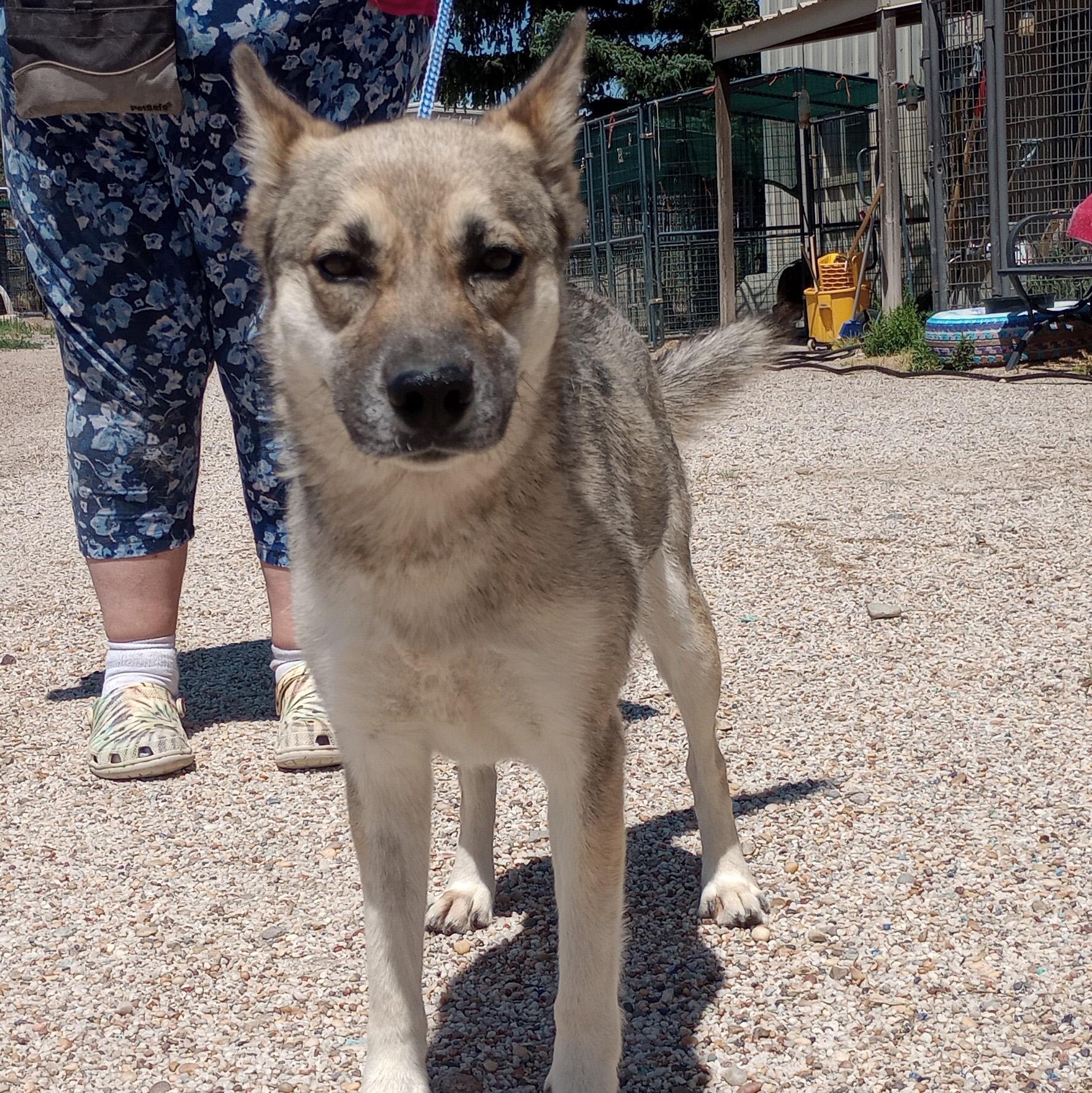 Stormy, adopted, Young Female German Shepherd Dog.