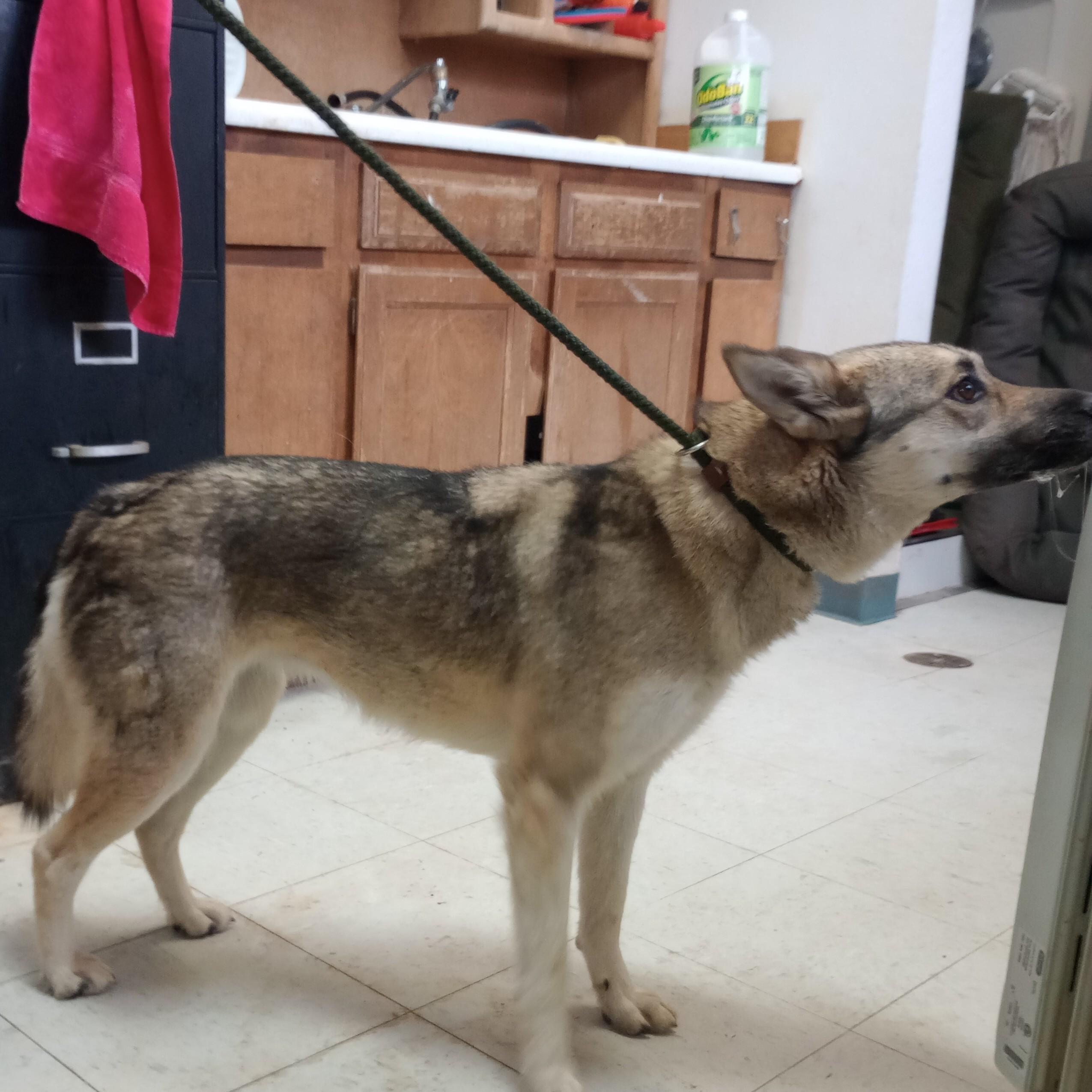 Enlarge Stormy, an adopted mixed breed in San Luis, CO image 2/2