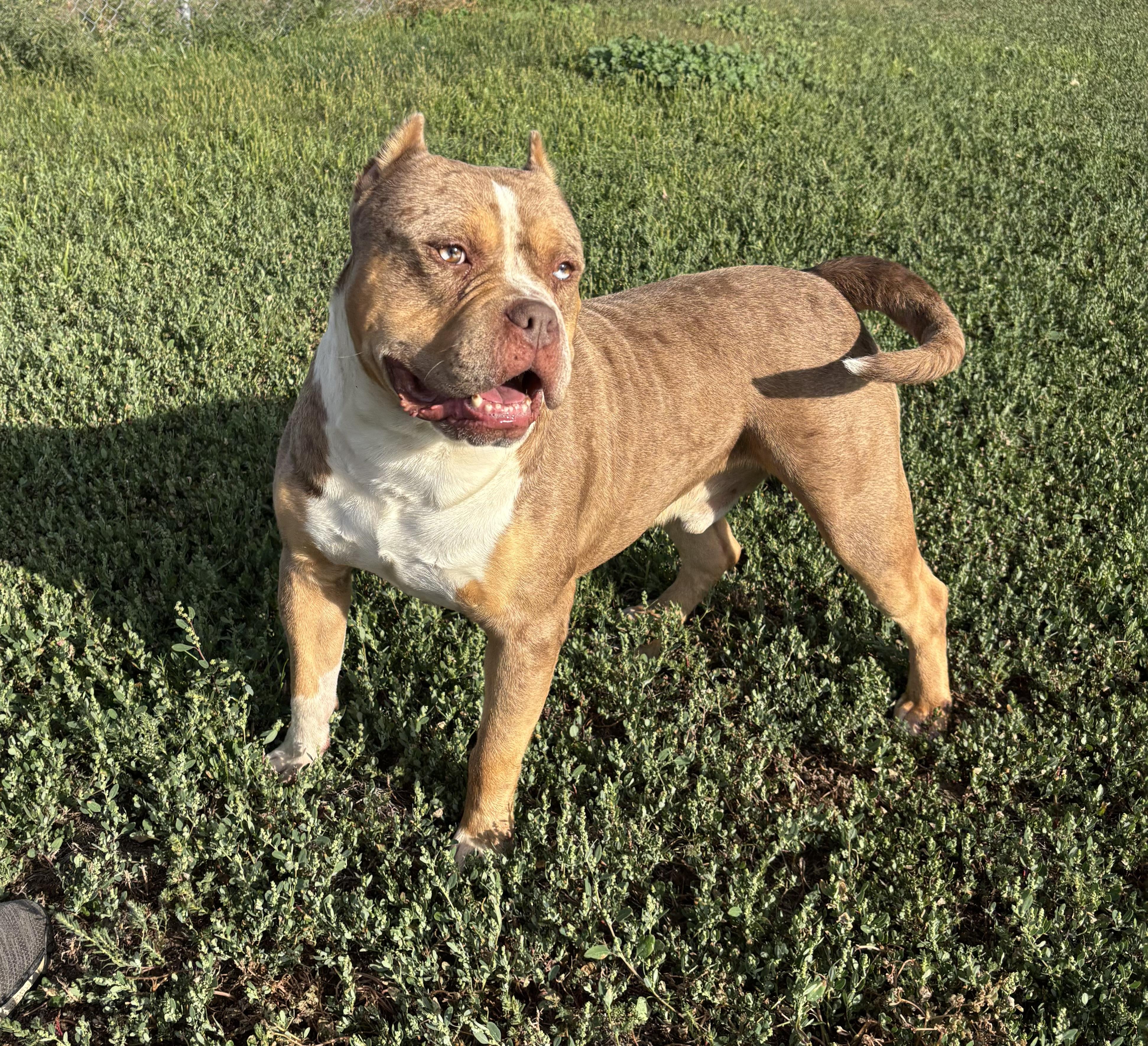 Pugsley, Adoptable, Adult Male American Bulldog.
