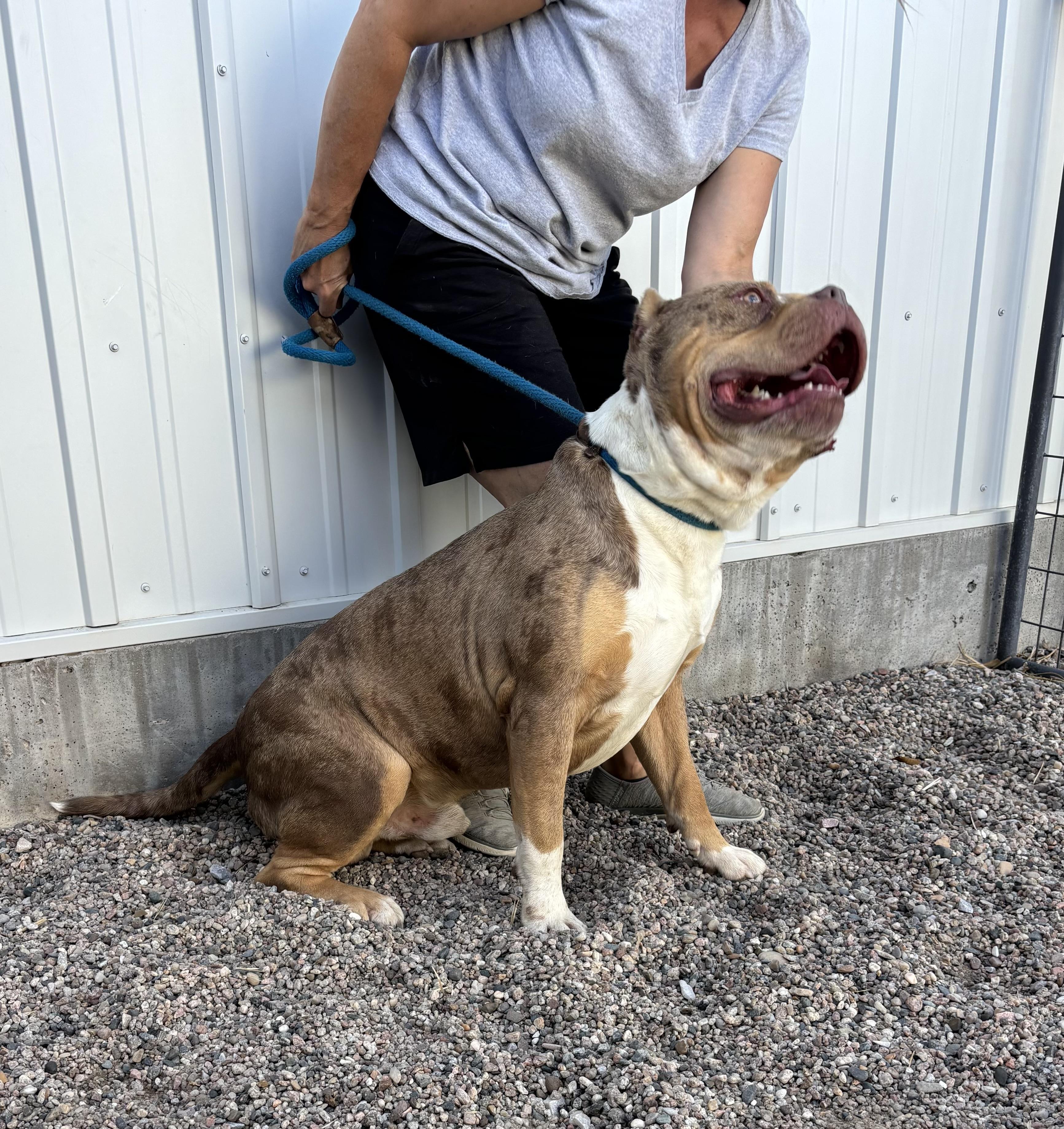 Enlarge Pugsley, a Adoptable mixed breed in Torrington, WY image 4/5