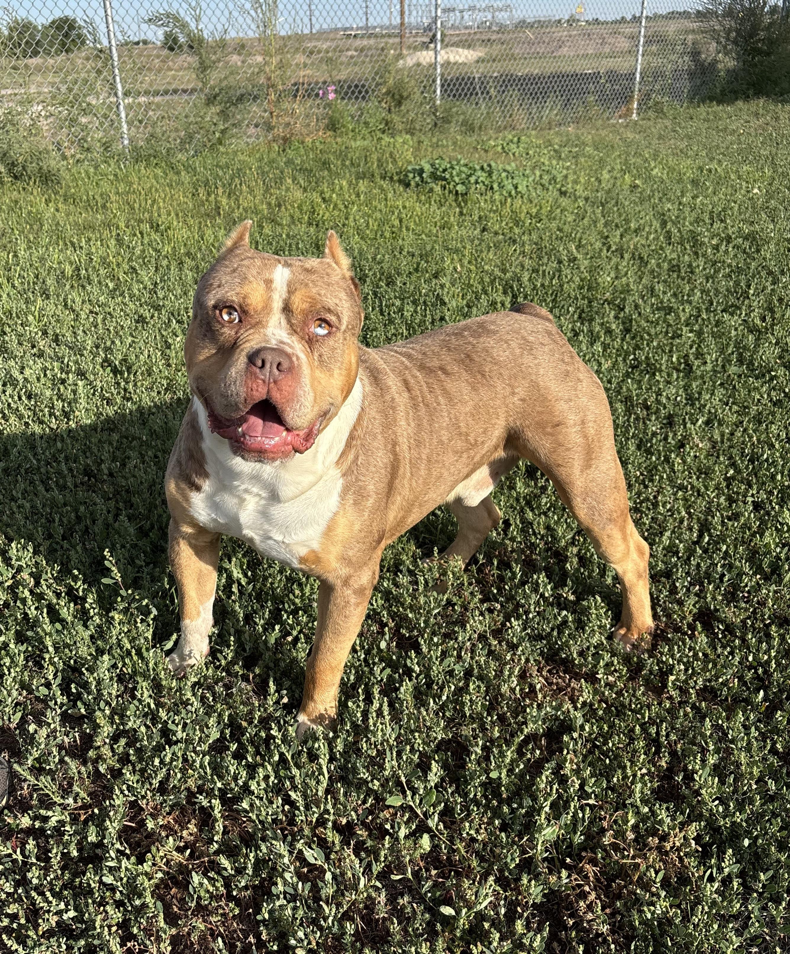 Enlarge Pugsley, a Adoptable mixed breed in Torrington, WY image 3/5