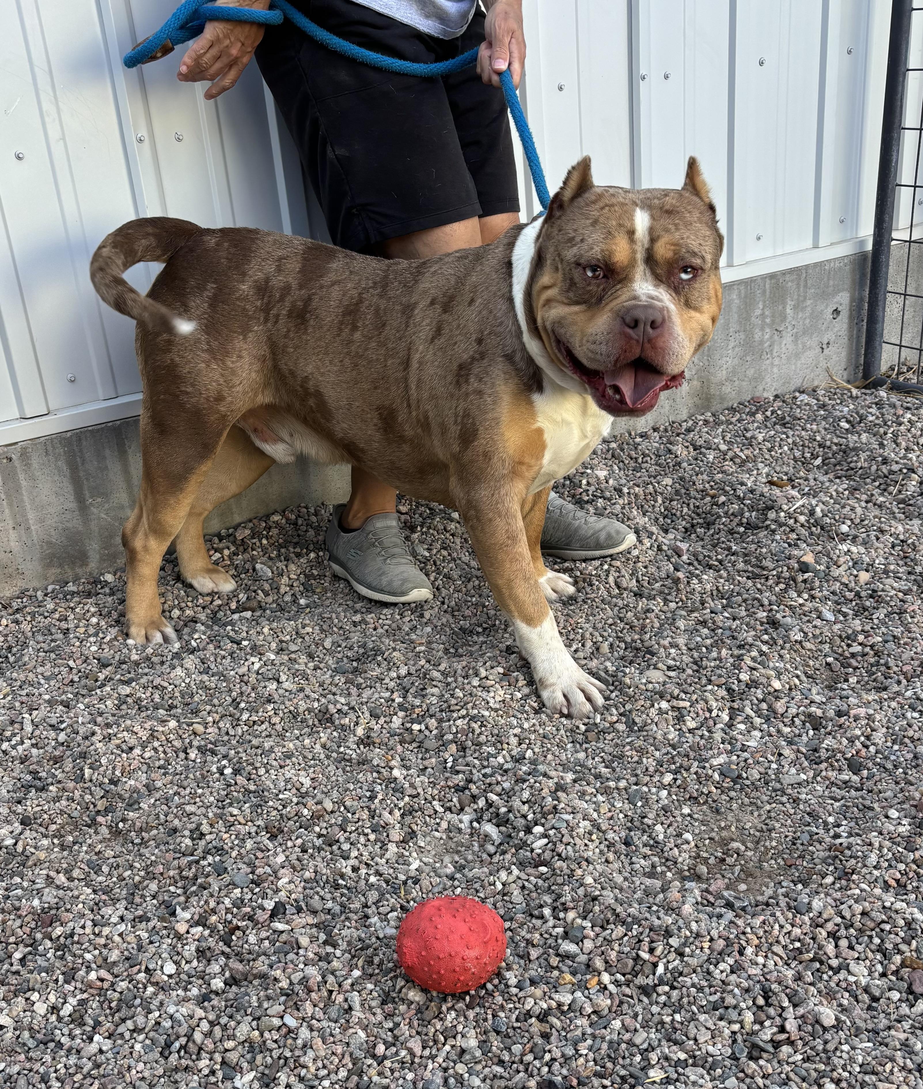 Enlarge Pugsley, a Adoptable mixed breed in Torrington, WY image 2/5