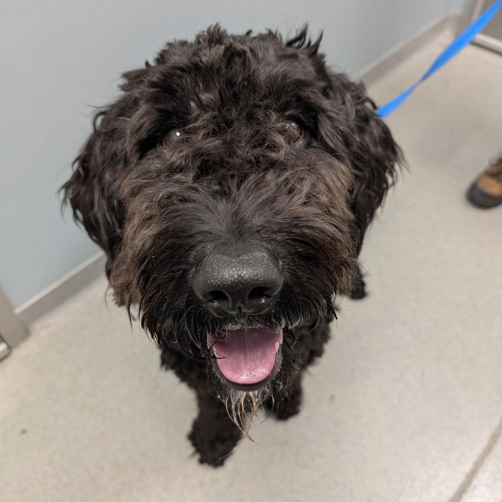 Enlarge Loki, a Adopted mixed breed in New Castle, DE image 1/3