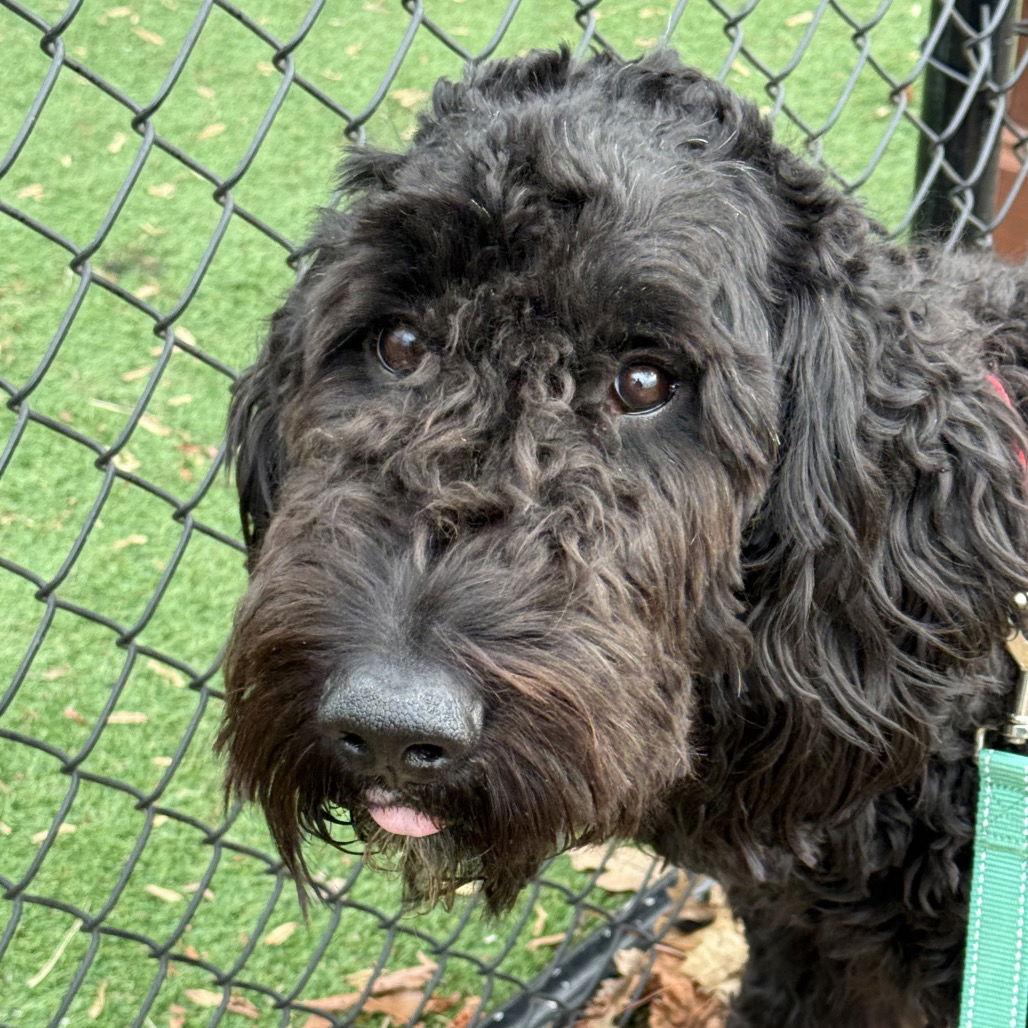 Enlarge Loki, a Adopted mixed breed in New Castle, DE image 2/3