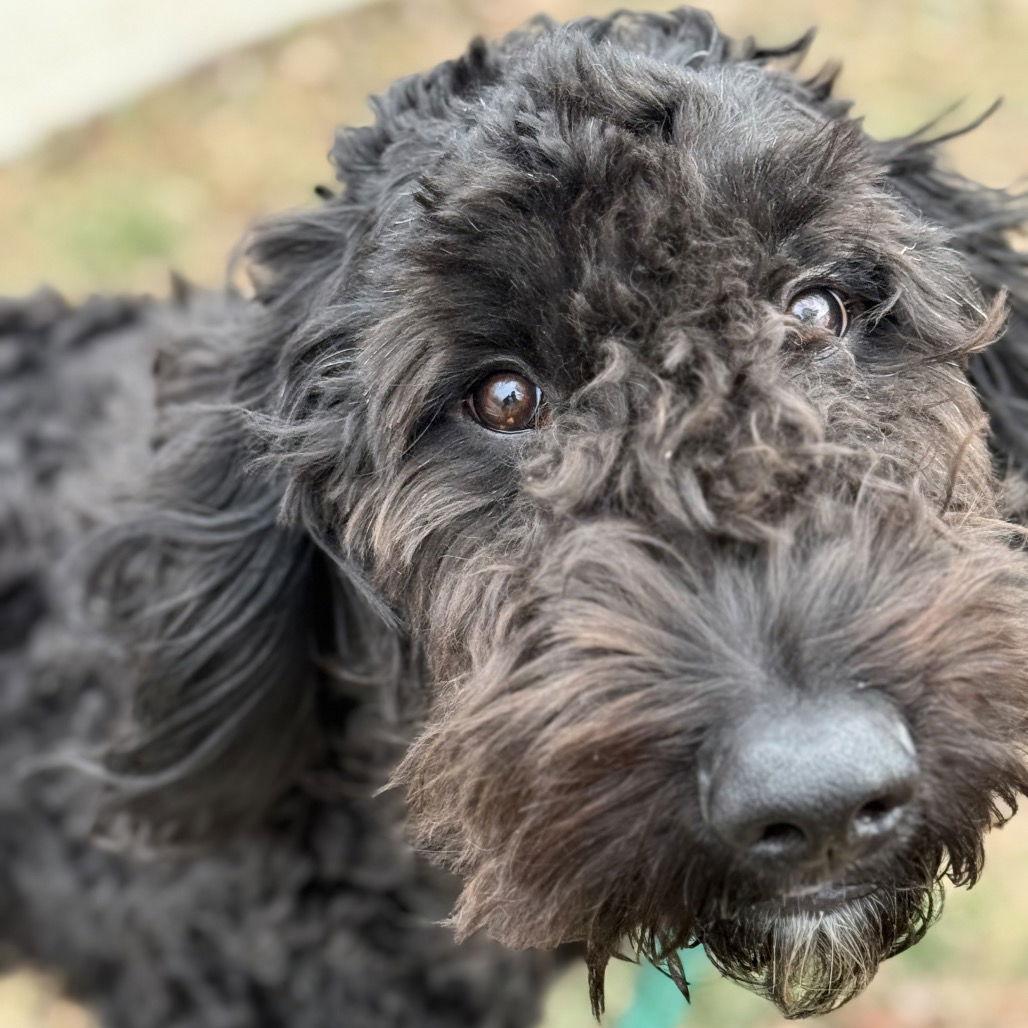 Enlarge Loki, a Adopted mixed breed in New Castle, DE image 3/3