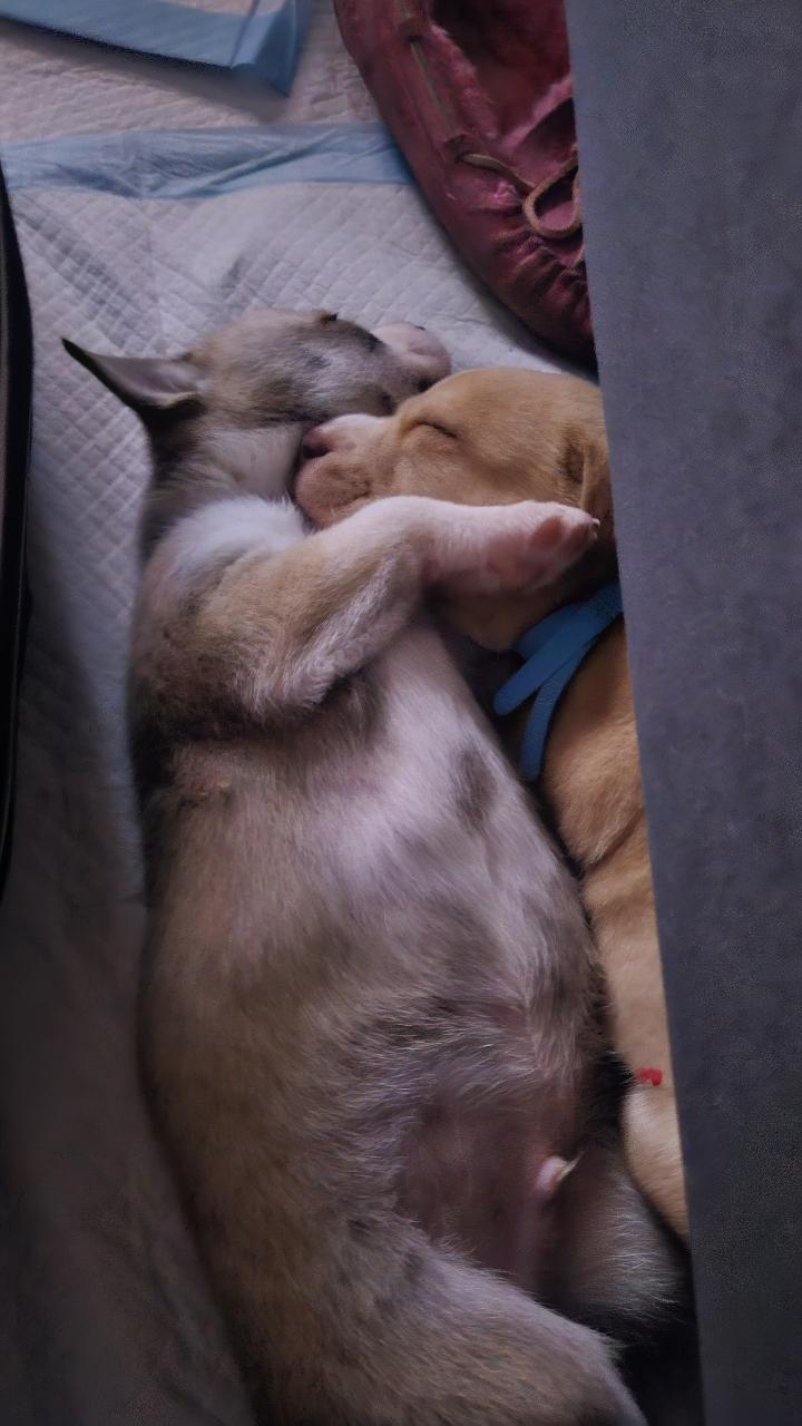 Enlarge Wesley, a ADOPTABLE mixed breed in Tallahassee, FL image 2/4