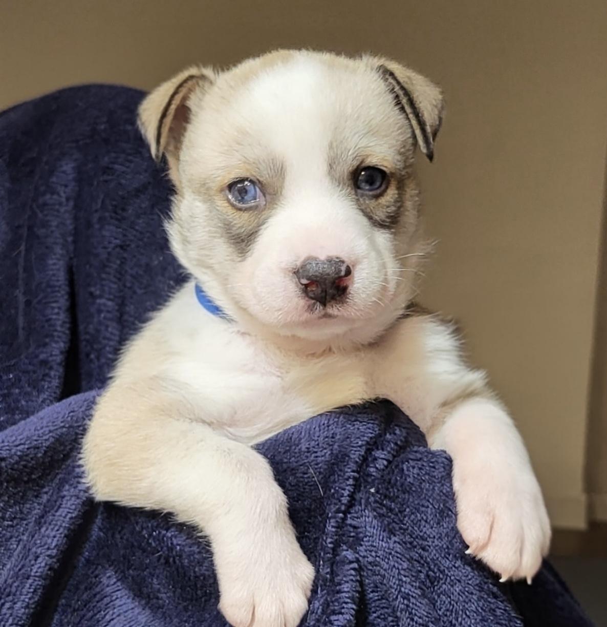 Enlarge Wesley, a ADOPTABLE mixed breed in Tallahassee, FL image 1/4