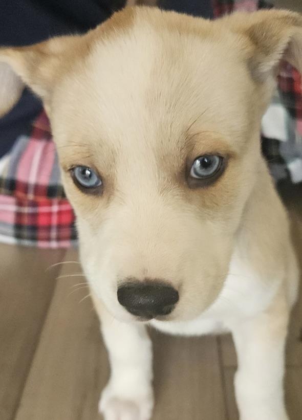 Wesley, ADOPTABLE, Puppy Male Husky.