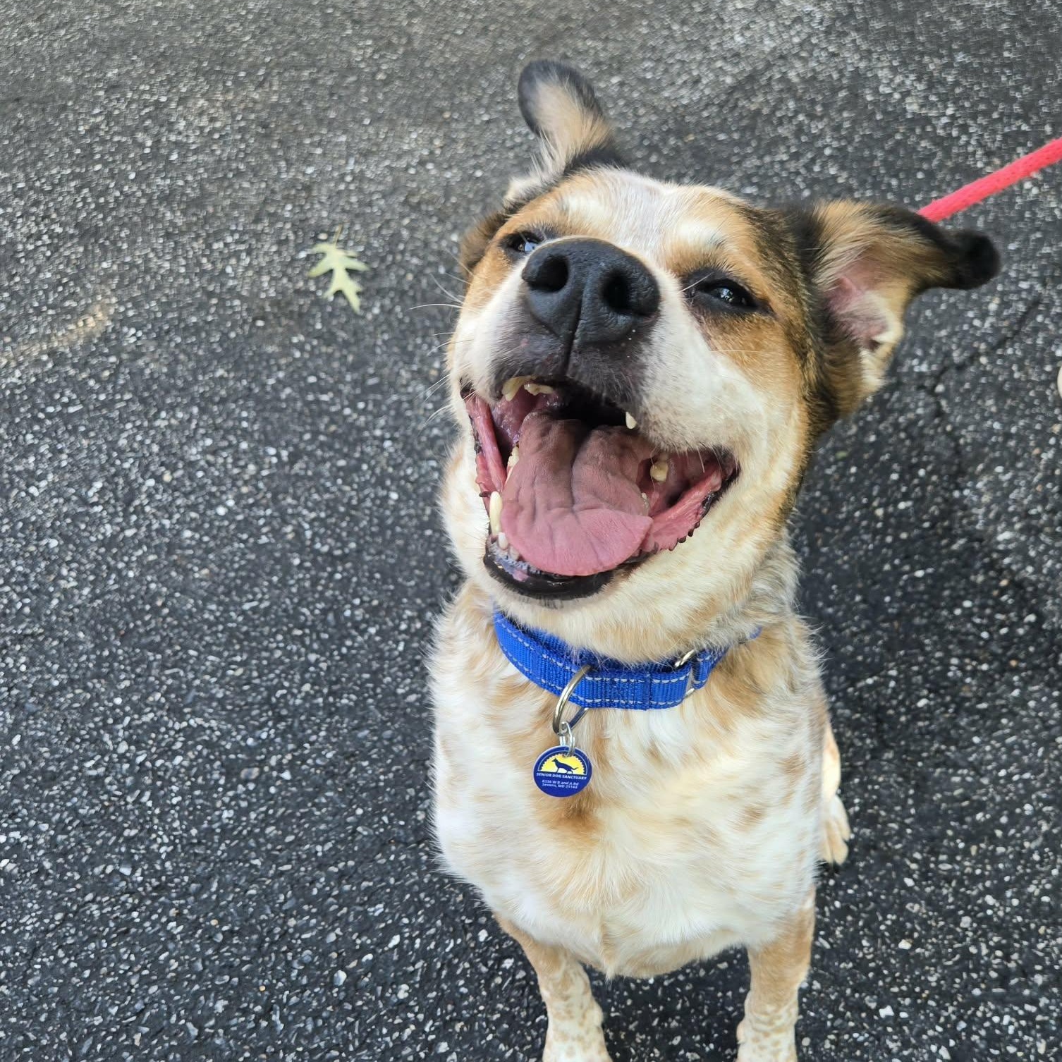 Enlarge Dusk, a Adoptable Australian Cattle Dog / Blue Heeler in Severn, MD image 2/3