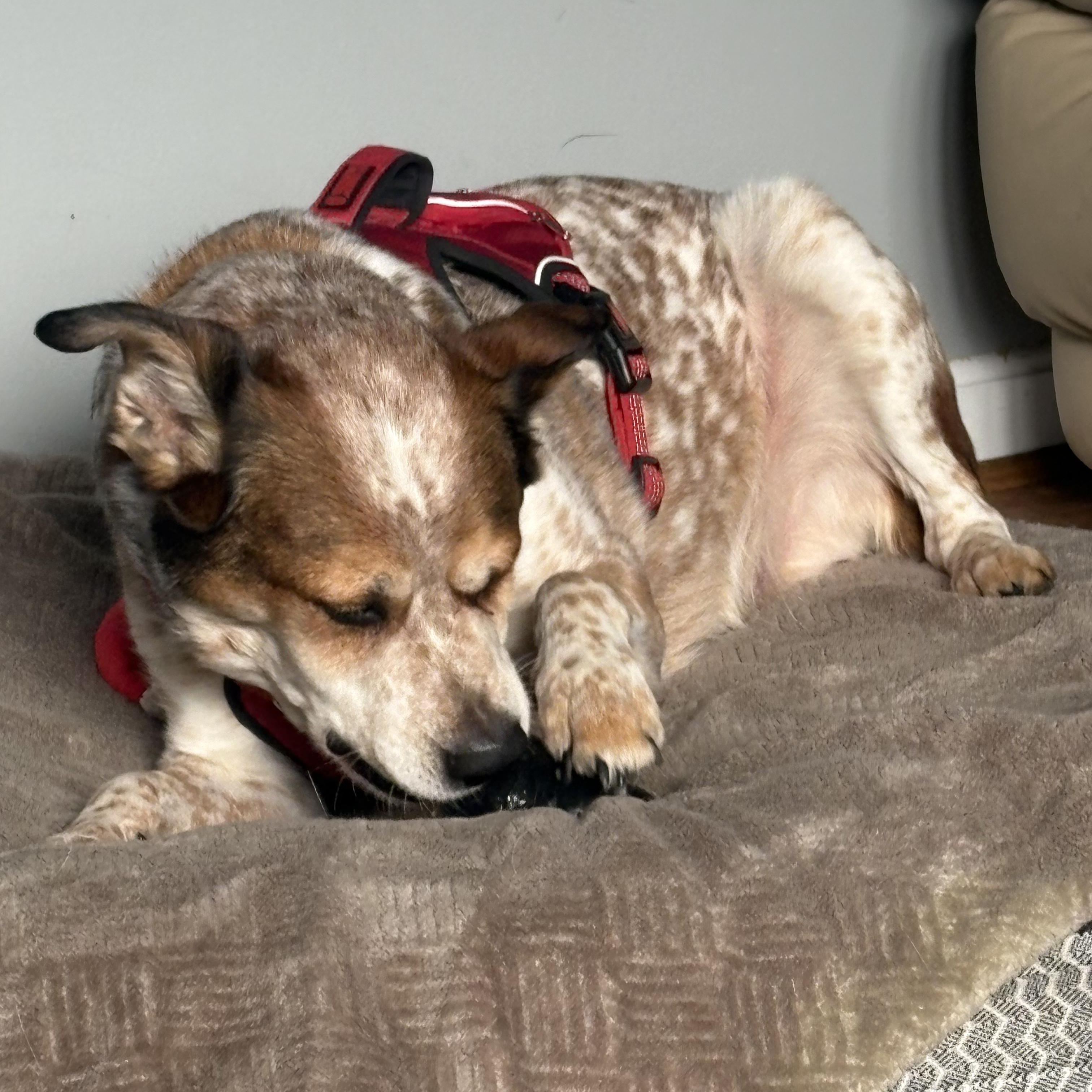 Enlarge Dusk, a Adoptable Australian Cattle Dog / Blue Heeler in Severn, MD image 3/6