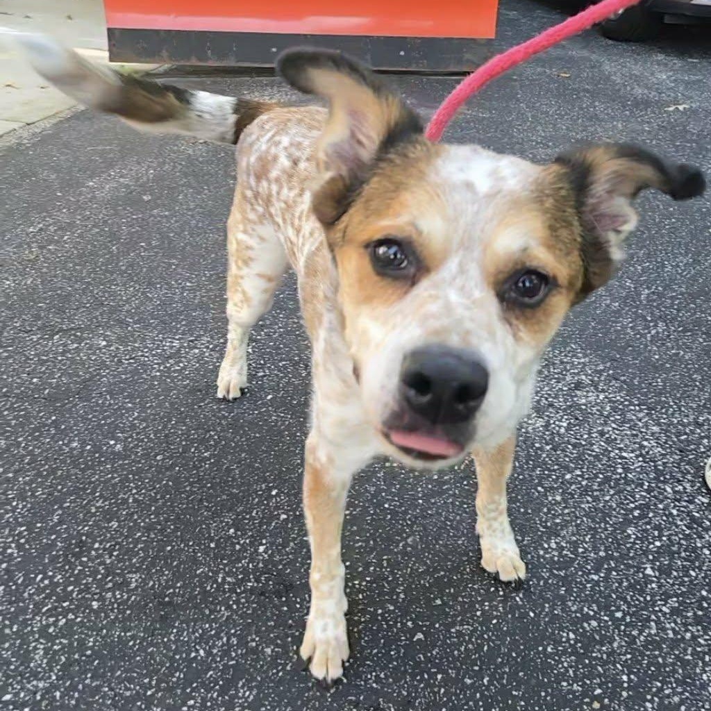 Enlarge Dusk, a Adoptable Australian Cattle Dog / Blue Heeler in Severn, MD image 3/3