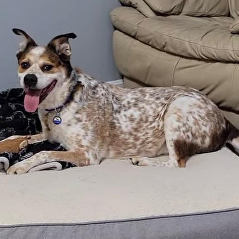 Enlarge Dusk, a Adoptable Australian Cattle Dog / Blue Heeler in Severn, MD image 6/6