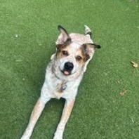 Enlarge Dusk, a Adoptable Australian Cattle Dog / Blue Heeler in Severn, MD image 5/6