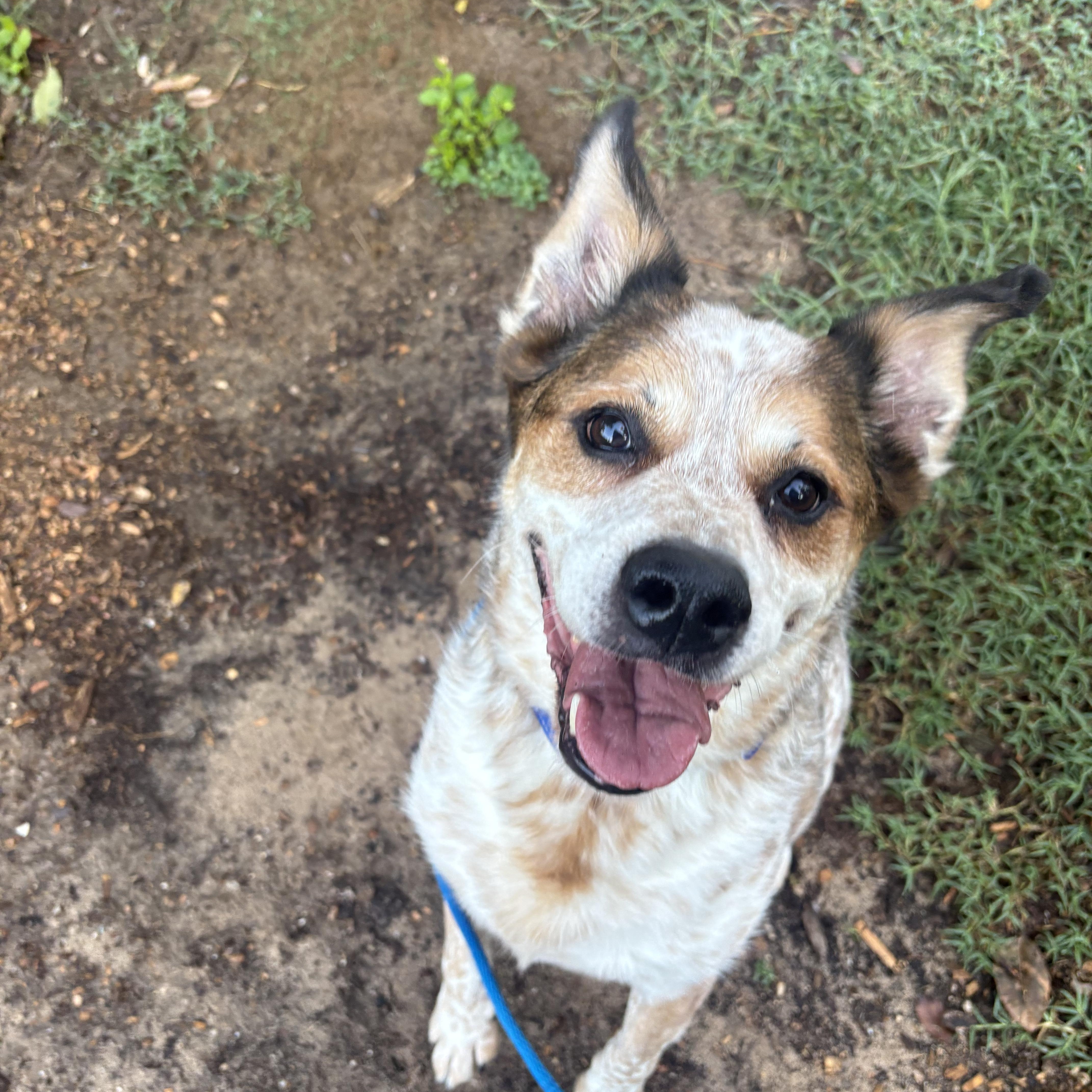 Enlarge Dusk, a Adoptable Australian Cattle Dog / Blue Heeler in Severn, MD image 4/6